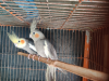 Cockatiel Grey + 18